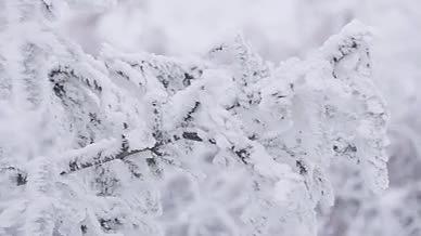 4K实拍唯美大雪后的树枝裹满冰雪视频的预览图